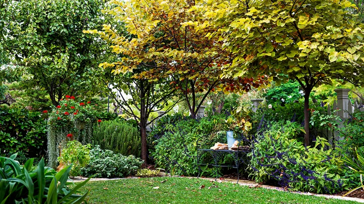 Wrought iron bench seating underneath a tree in a verdant, evergreen, low-maintenance garden.