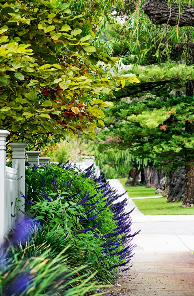 View of purple flowering plants in front of a white picket fence.