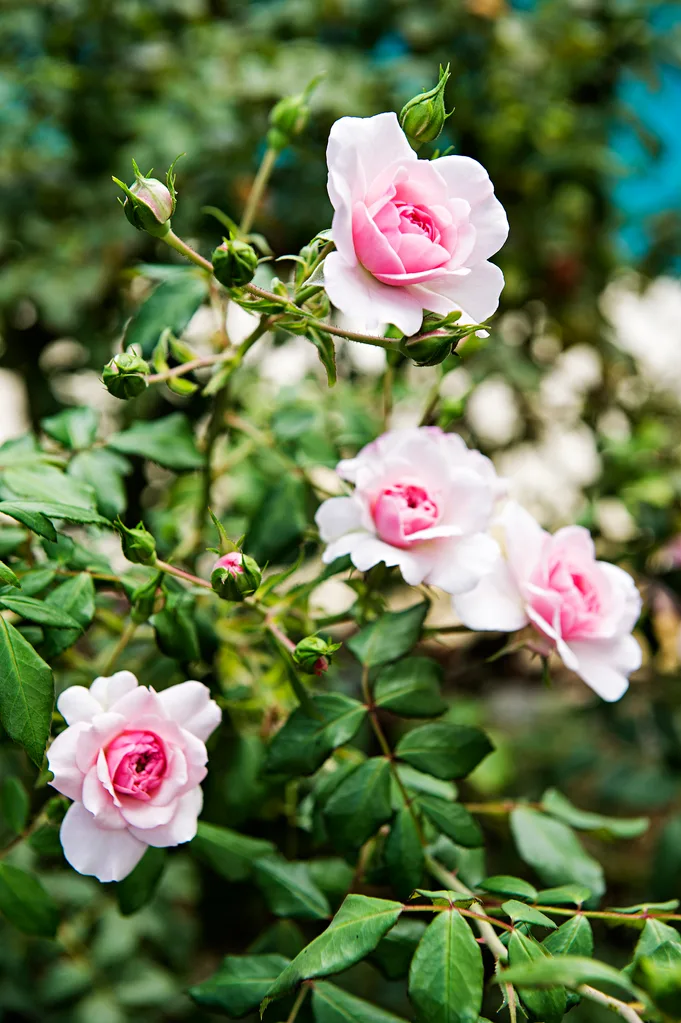 Close up of pink roses growing at a garden in Perth