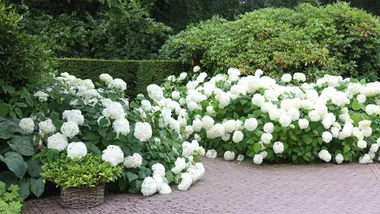 White hydrangeas lining a garden path in a formal garden.