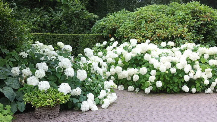 White hydrangeas lining a garden path in a formal garden.