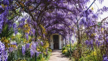 5 climbing plants for your pergola