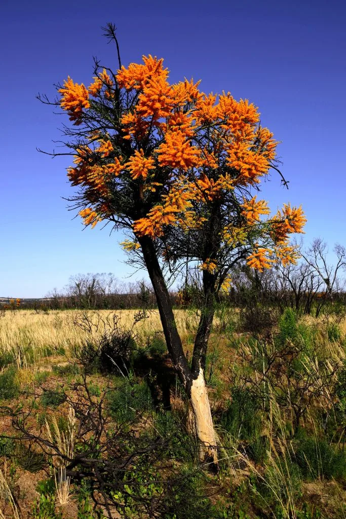 Outdoor flowering Christmas plants.