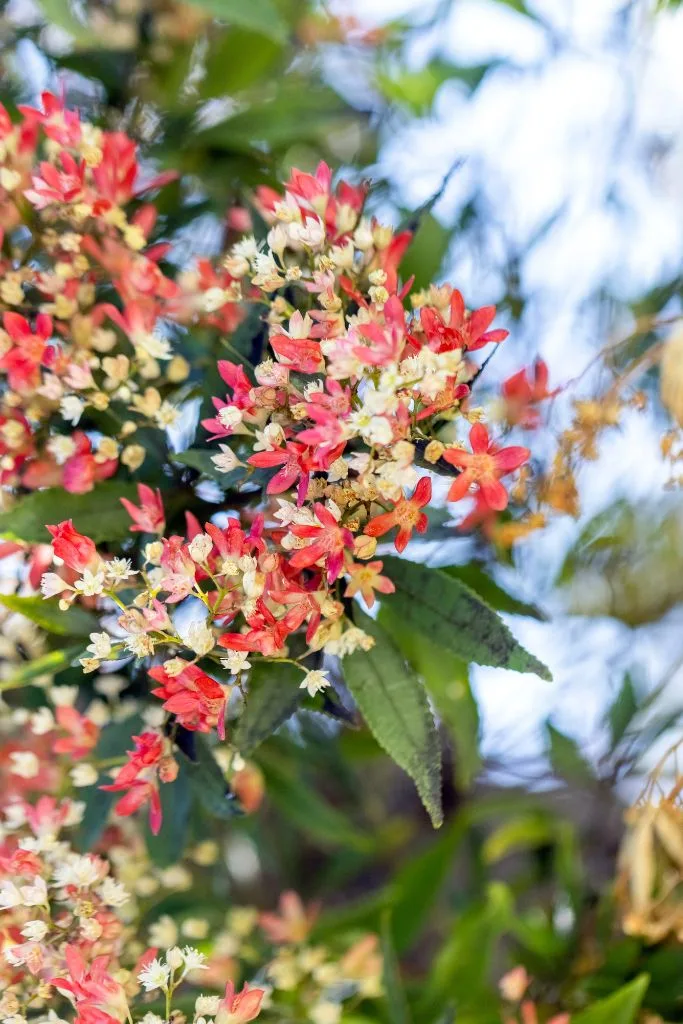 Outdoor flowering Christmas plants. 