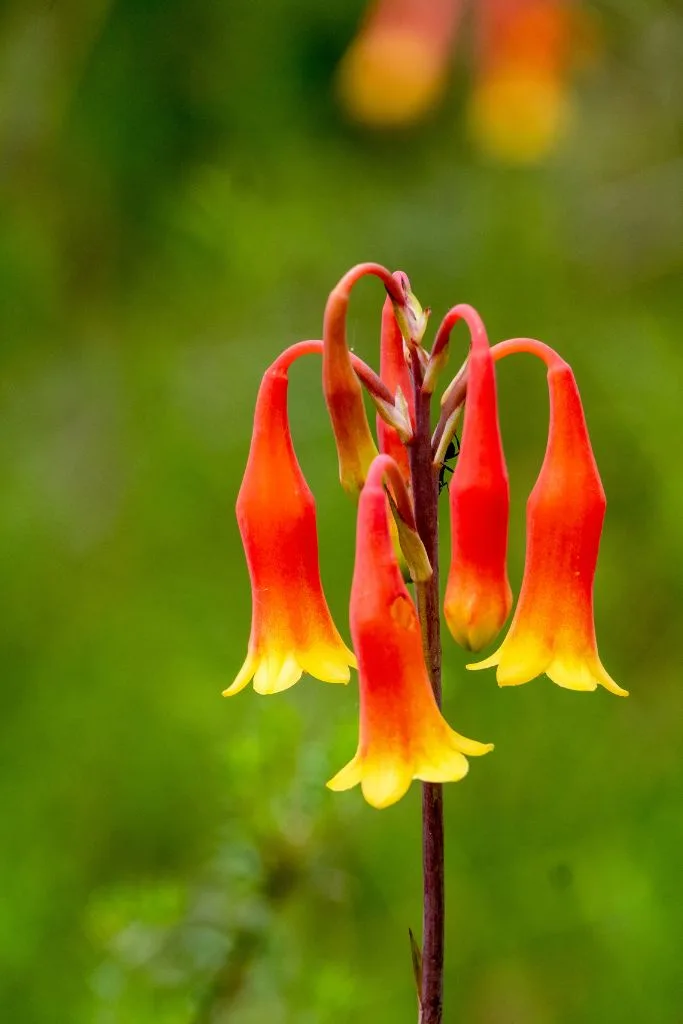 Australian Christmas bells. 