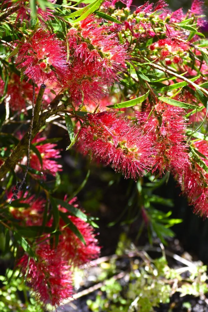 Bottlebrush plant. 