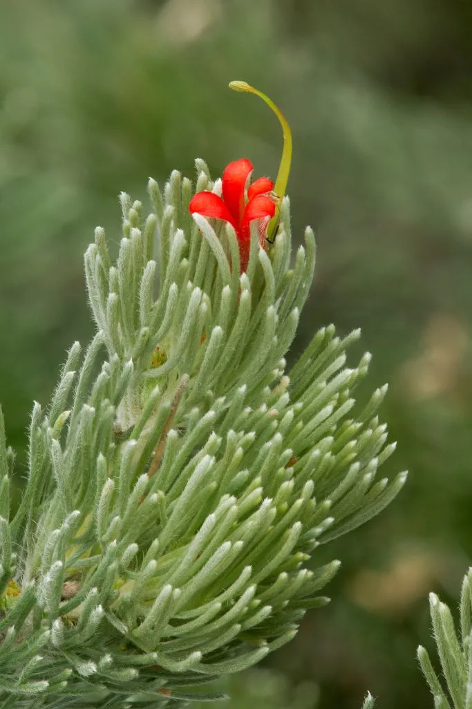 Western Australian woolly bush. 