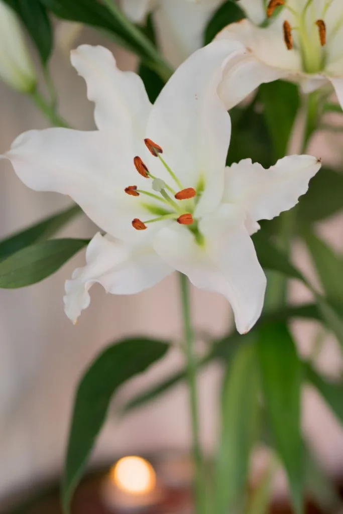 Christmas lillies.