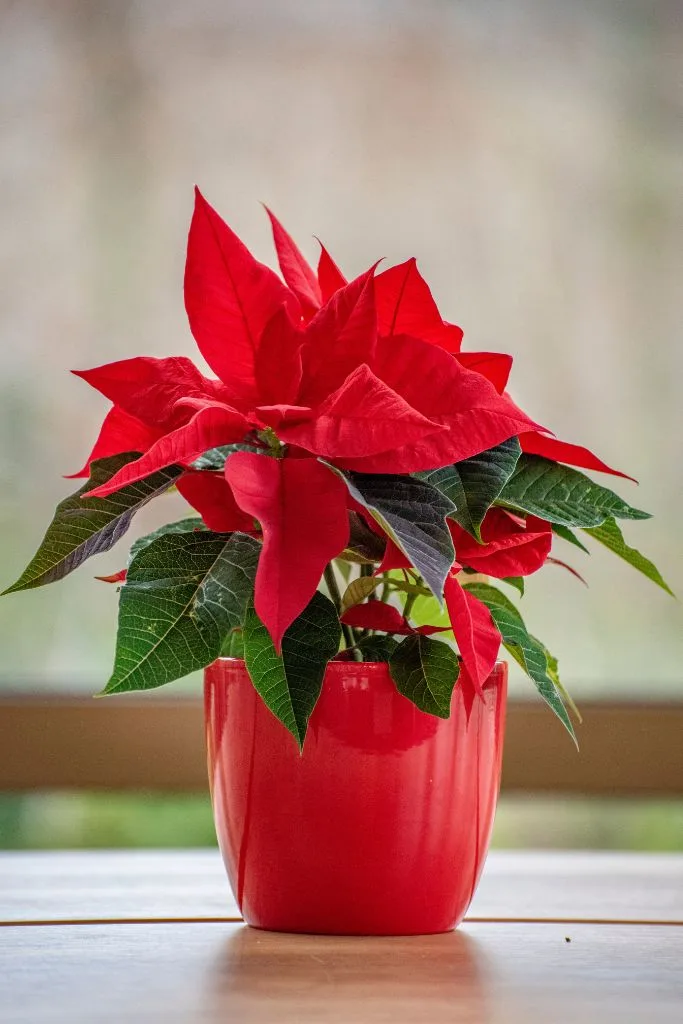 A flowering poinsettia plant.