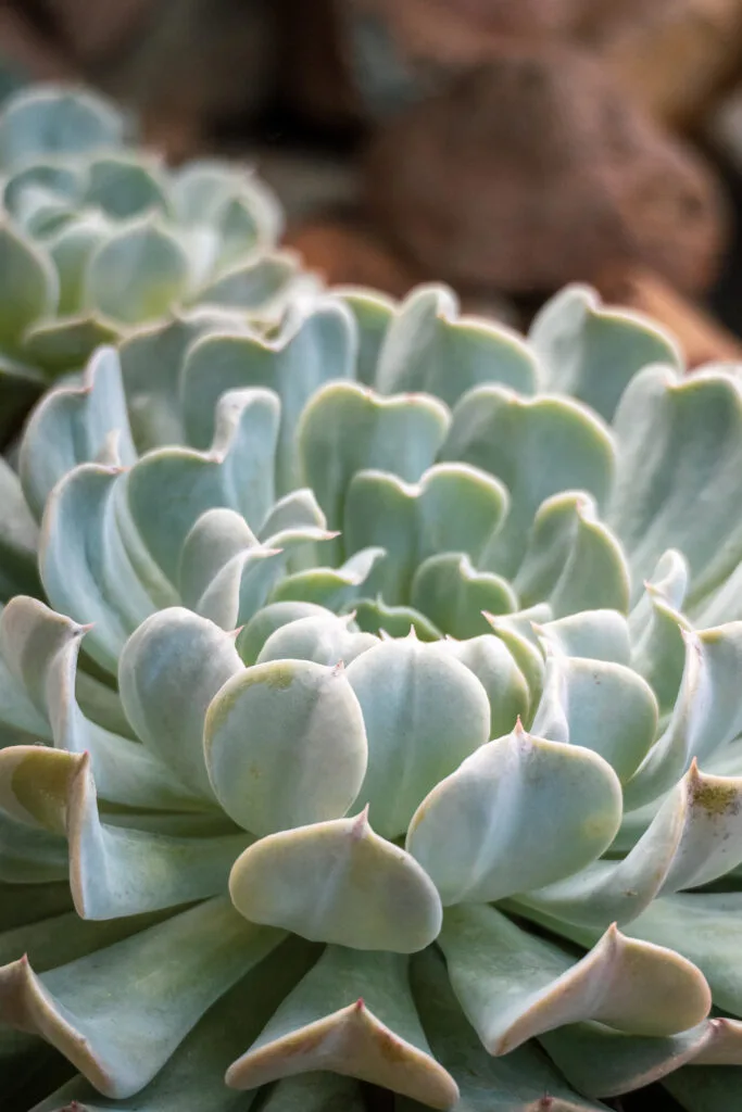 Close up of eschevaria succulent plant