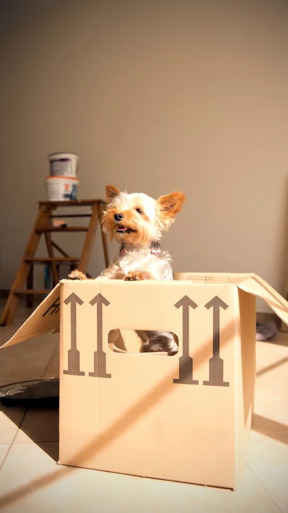 Moving house with a dog.