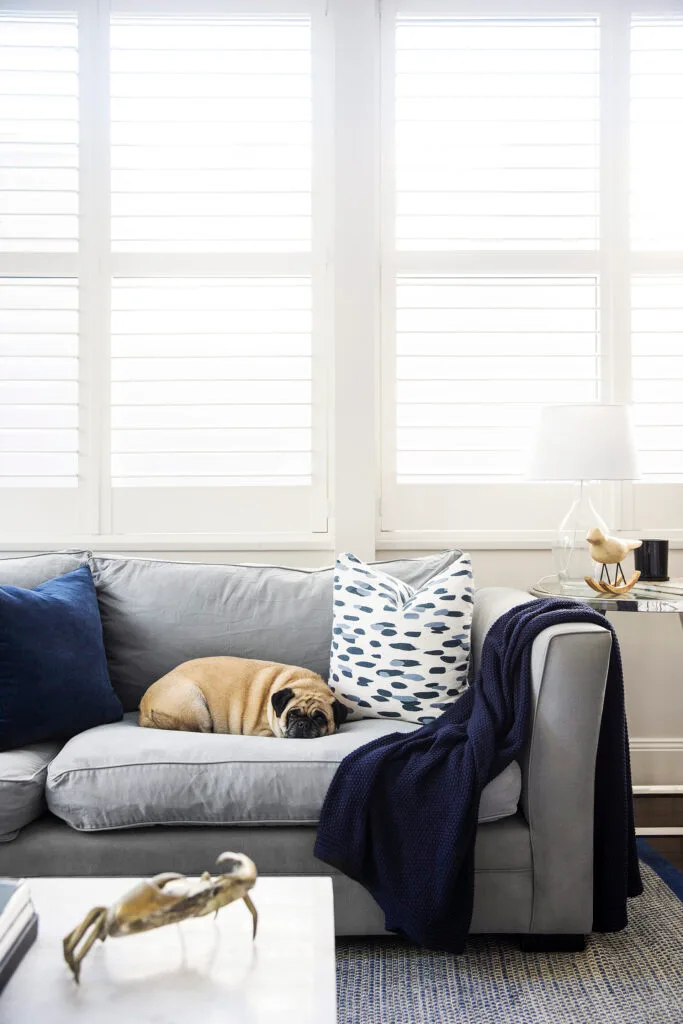 Pug on grey living room sofa decorated with blue and grey cushions.