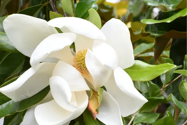 Close up of white magnolia flower.