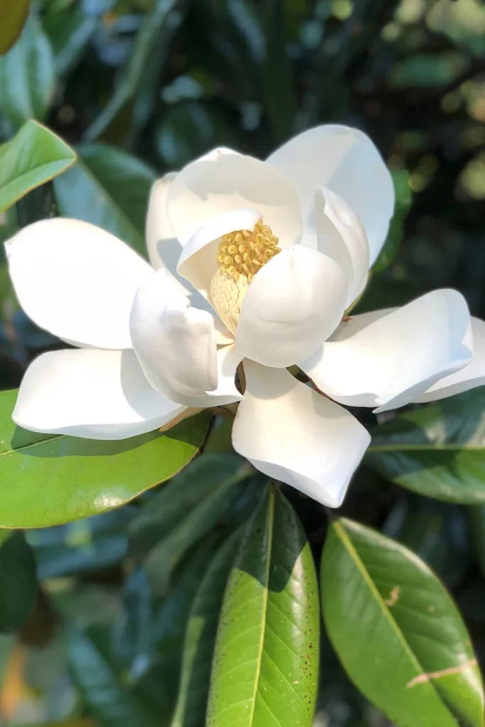 Magnolia Tree: How To Grow & Care For Magnolias in Australia