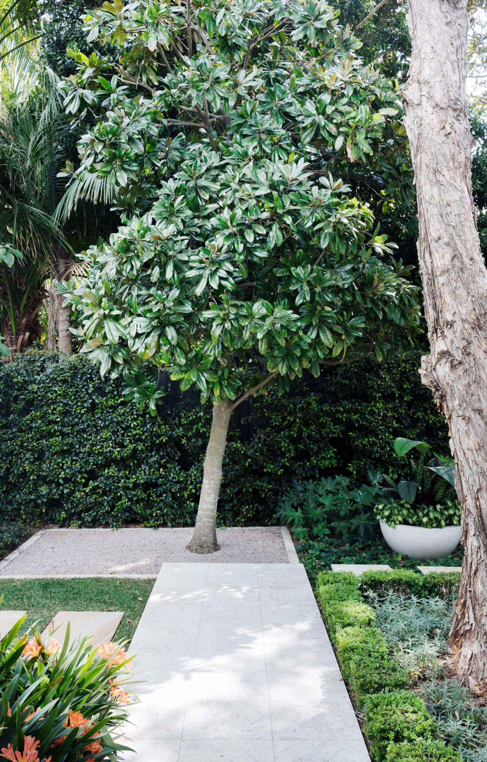 Evergreen magnolia in a manicured garden surrounded by gravel.