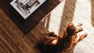 Birds eye shot of a dog sitting on a sisal rug next to a timber coffee table.