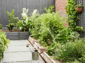 How to grow a edible garden