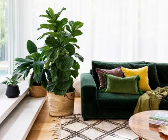 Fiddle leaf fig: Expert tips on growing, caring for and maintaining Ficus lyrata