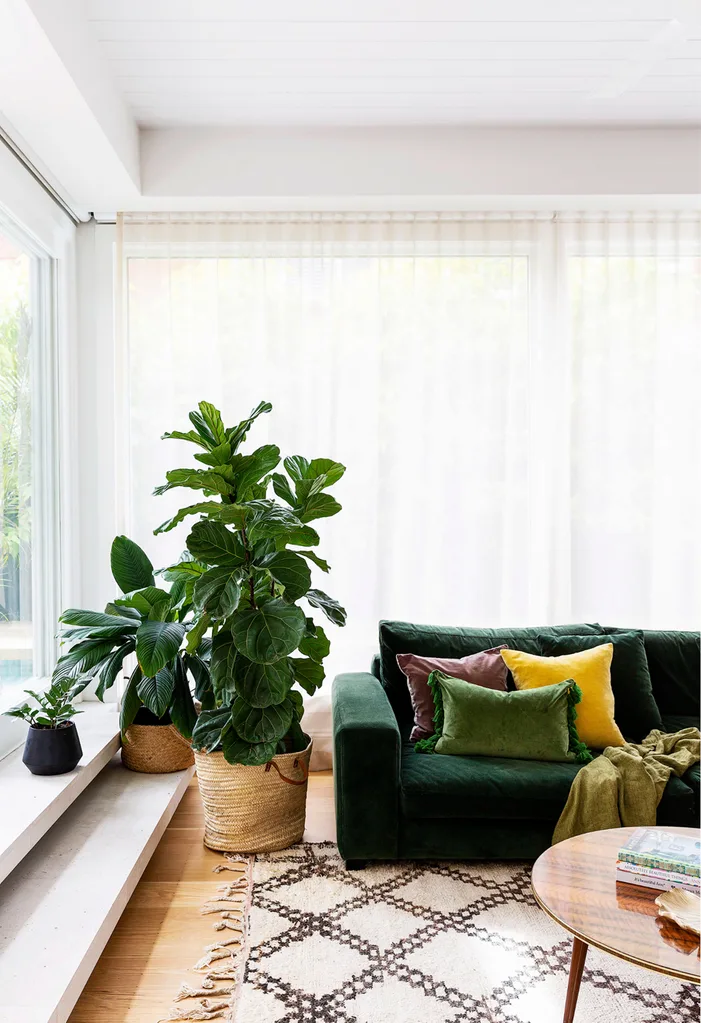 killing fiddle leaf fig