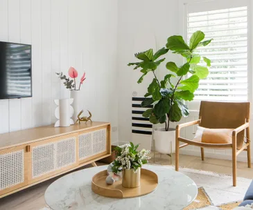 How you’re killing your fiddle leaf fig