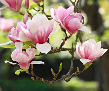 Pink and white magnolia flowers in bloom