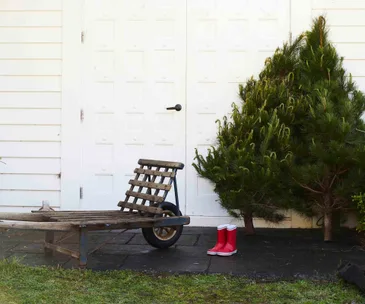 When should you take down your Christmas tree?