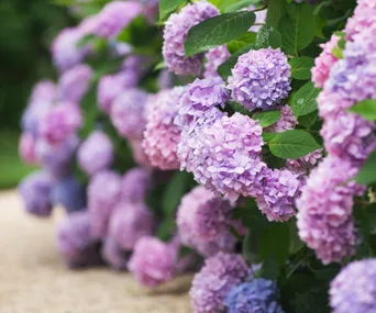 pro gardener tips on how to grow beautiful hydrangeas