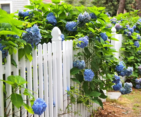 White picket fence with blue hydrangeas growing above and through it