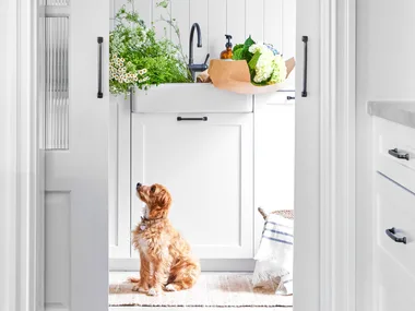 A white kitchen with wood floors, pendant light, art, and a dog sitting near pots and a sink.