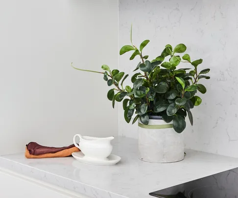 Indoor plant on a marble kitchen bench next to a ceramic gravy boat and linen napkins