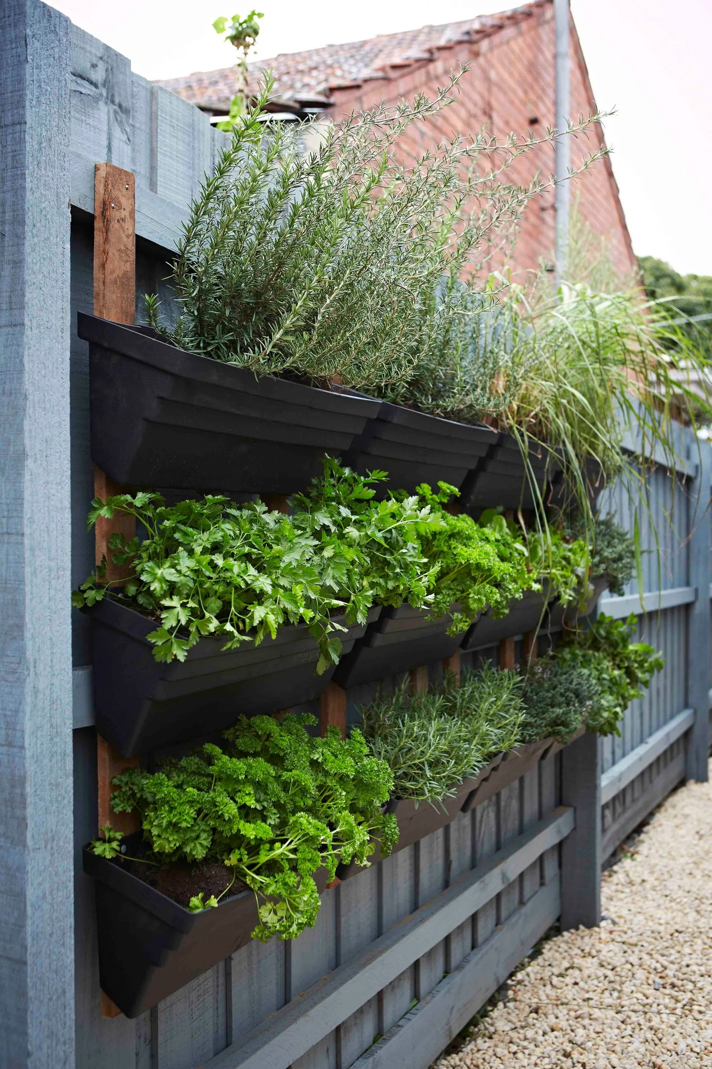 Vertical herb garden growing on a fence outside
