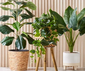 Three potted indoor plants placed in front of a wooden panel wall.