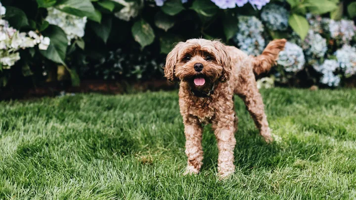 A fluffy brown dog stands on green grass in front of a bush with blue and white hydrangeas.