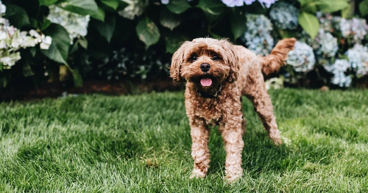 15 of our favourite pets from the pages of Home Beautiful