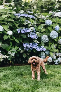 A fluffy brown dog stands on green grass in front of a bush with blue and white hydrangeas.