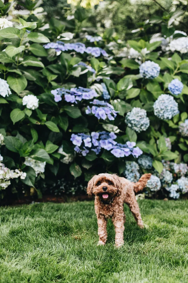 A fluffy brown dog stands on green grass in front of a bush with blue and white hydrangeas.