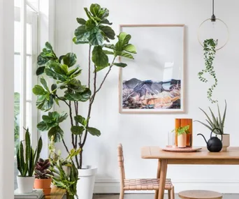 tree in living room 