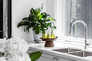 When to feed your indoor plants