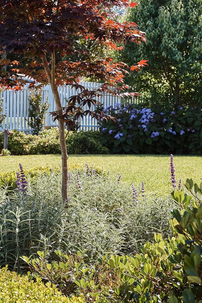 Suburban garden with picket fence, small tree and hydrangeas