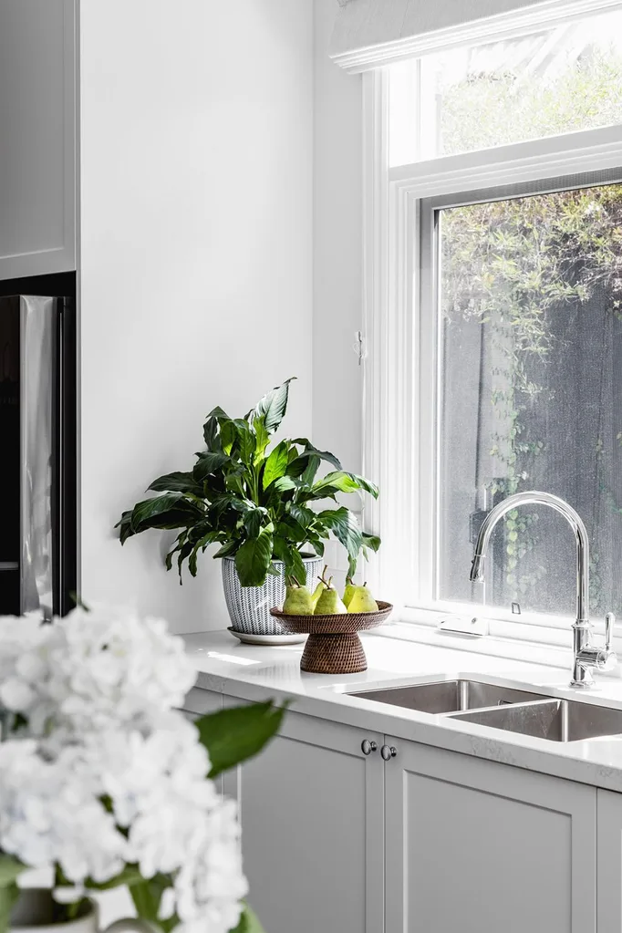 Indoor houseplant on a kitchen bench