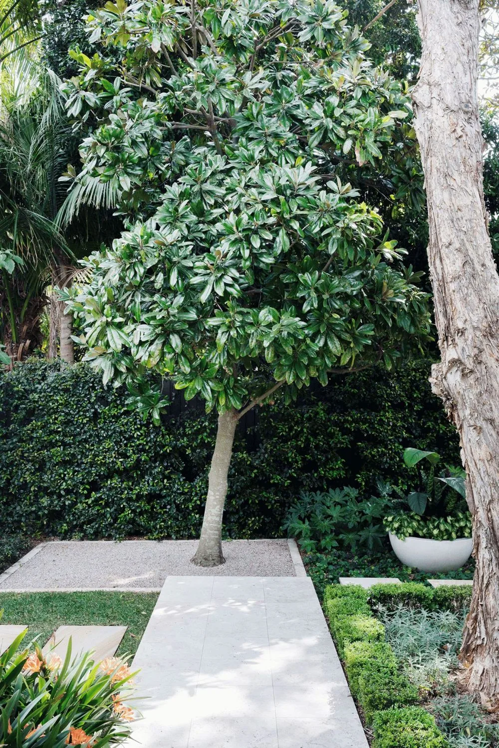 Landscaped garden with a magnolia tree