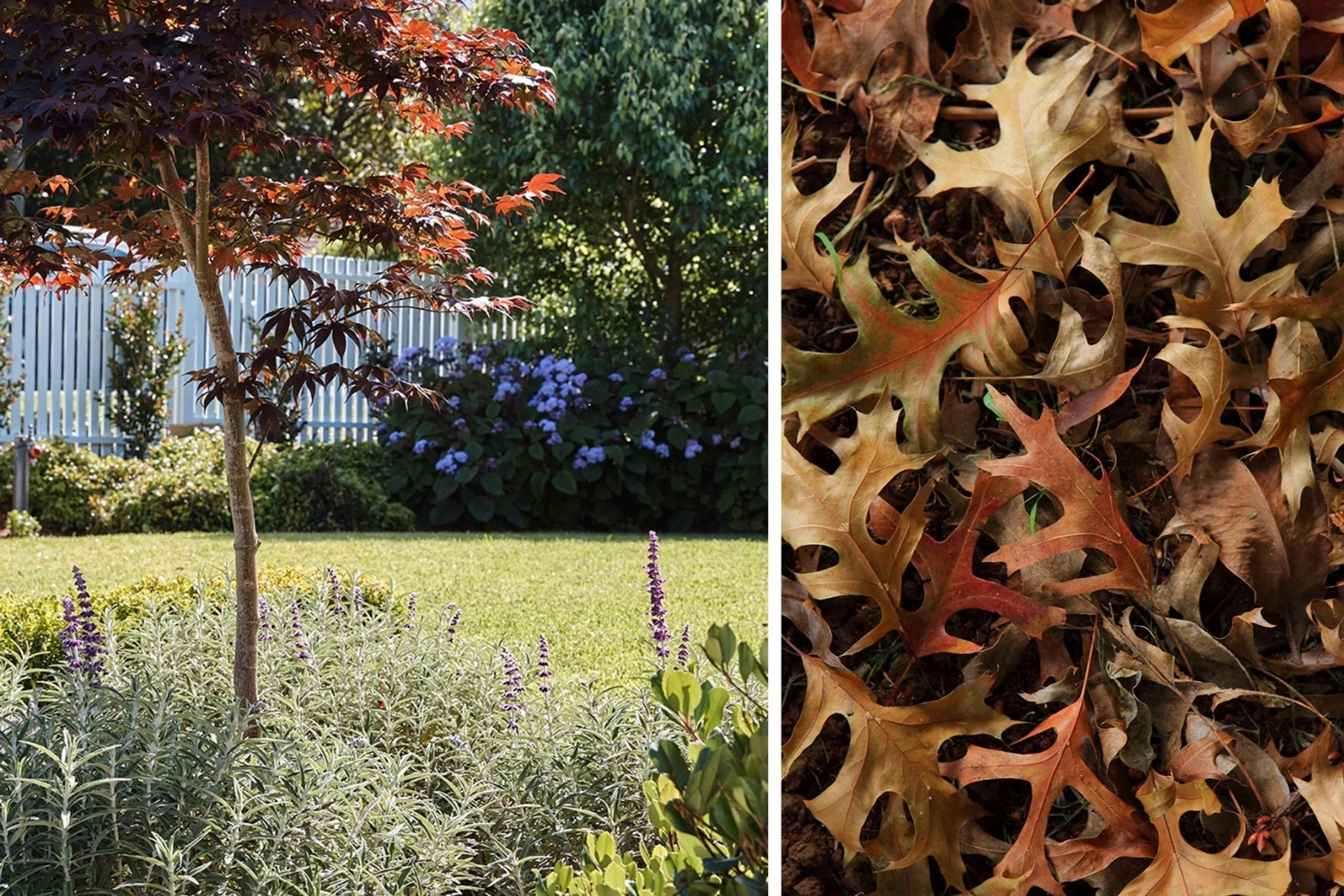 A garden scene with a tree and purple flowers, and a close-up of fallen brown oak leaves on the ground.