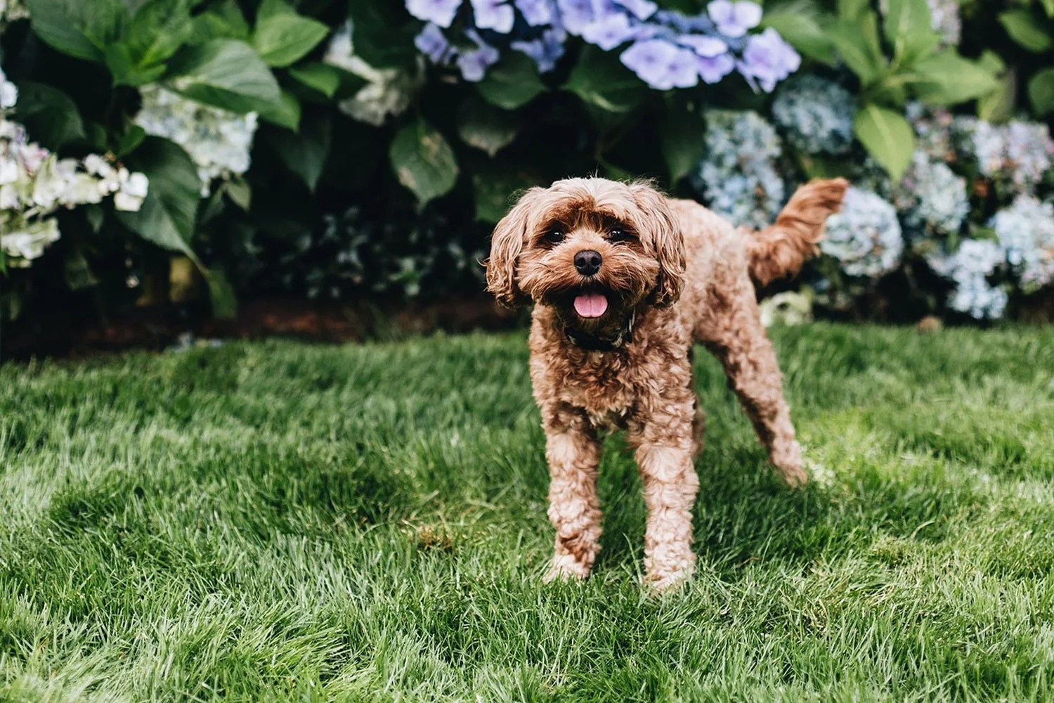 10 Toys for Dogs to Entertain Comfort and Combat Boredom