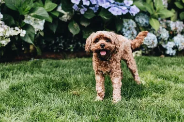 10 toys for dogs that will entertain, comfort and combat boredom