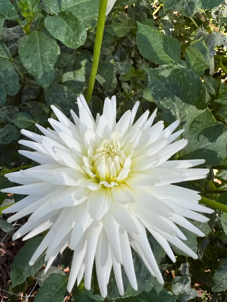 Close up of a cacti dahlia, Dahlia Pinnata