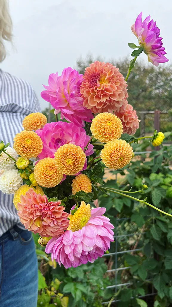 The Secret To Growing Exquisite Dahlias Home Beautiful