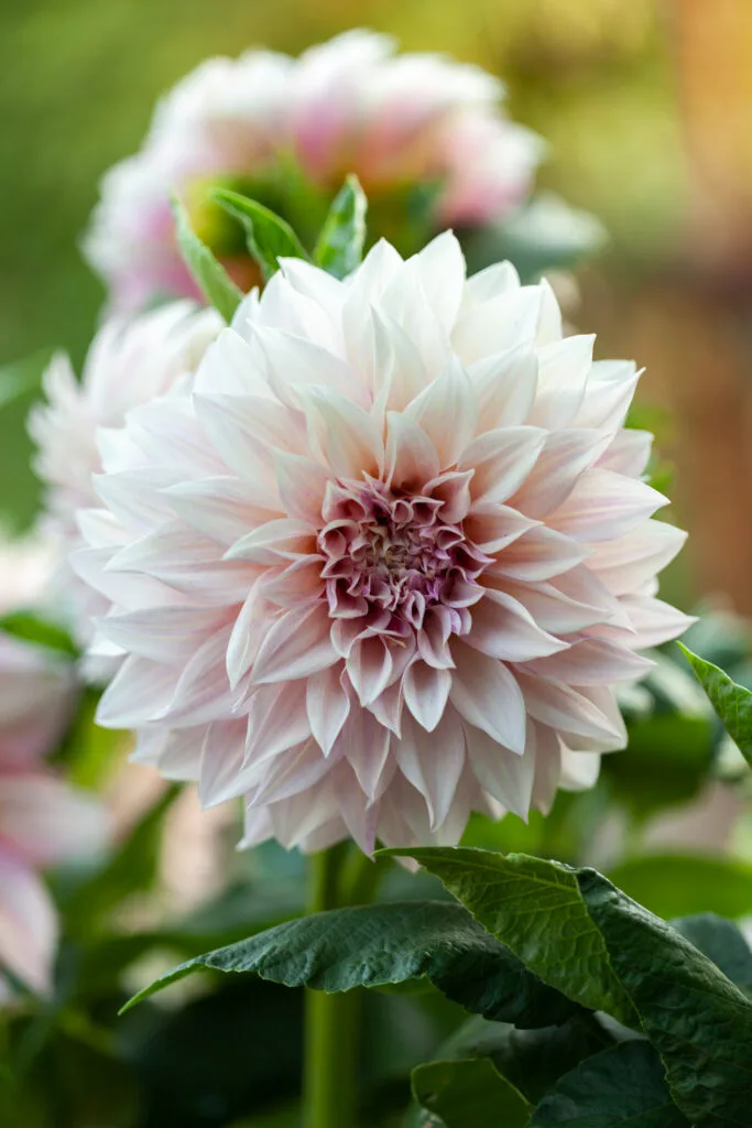 Close up of dahlia 'Cafe au lait' flower