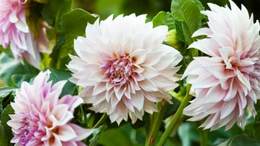 Close up of Dahlia 'Cafe au lait' flowers in a garden