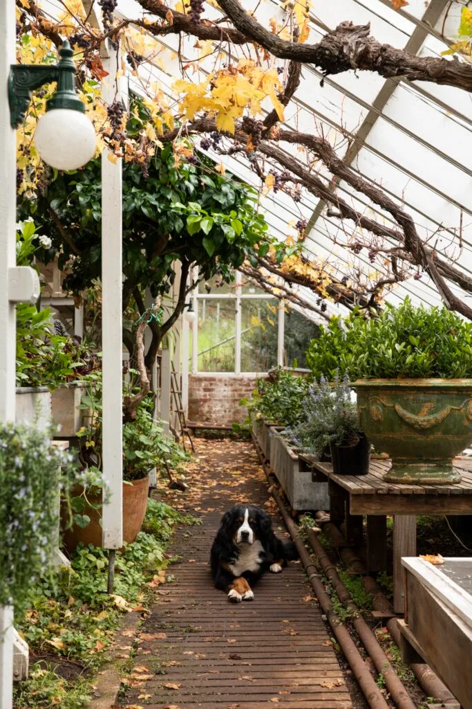 mount macedon enchanted forest garden glasshouse interior