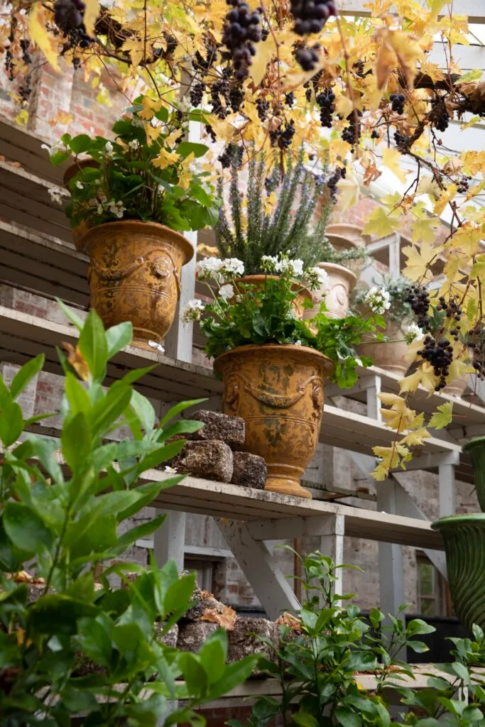 potted orchids in greenhouse